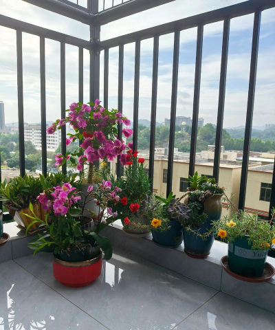 家庭养花用生根粉