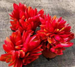 克拉拉多肉怎么养会红