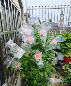 家庭养花用生根粉