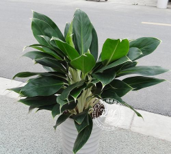 白雪公主叶子发蔫怎么办