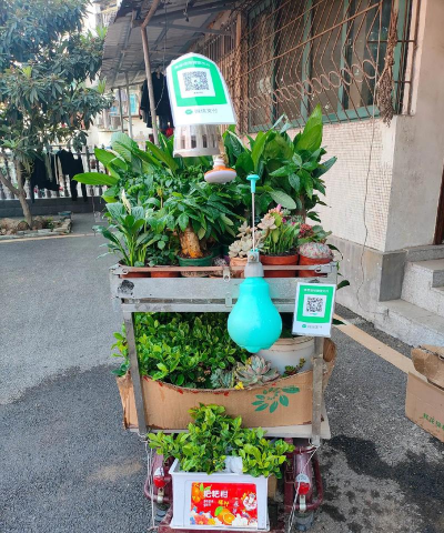 家庭养花用生根粉