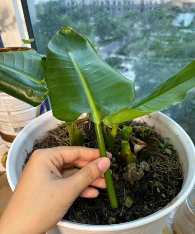 家庭养花用生根粉