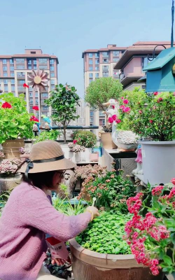 家庭养花用生根粉