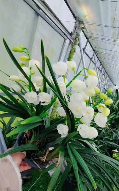 家庭养花用生根粉