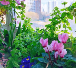 家庭养花用生根粉