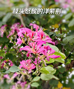 洋紫荆的花长得怎么样