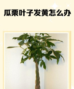 瓜栗叶子发黄脱落怎么办