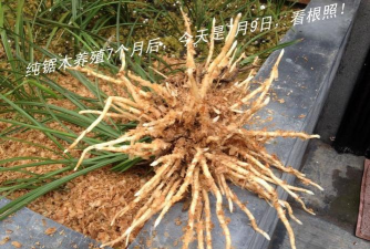 家庭养花用生根粉