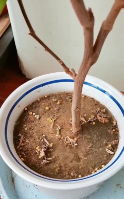 家庭养花用生根粉