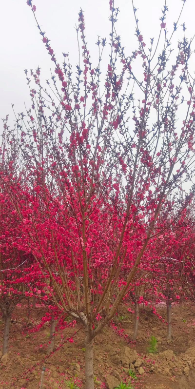 红叶碧桃如何修剪