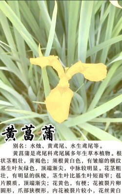 黄菖蒲如何保存