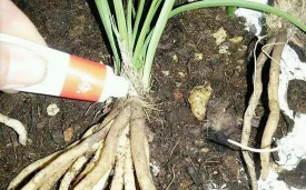 家庭养花用生根粉