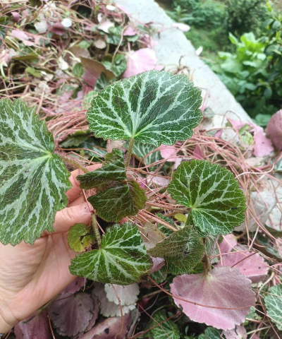 家庭养花用生根粉