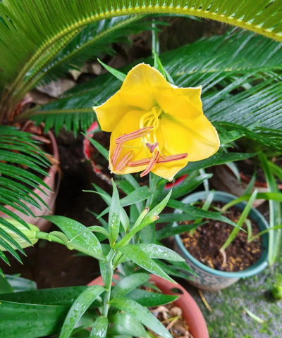 家庭养花用生根粉