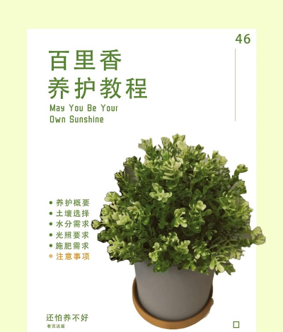 百里香夏季怎么养