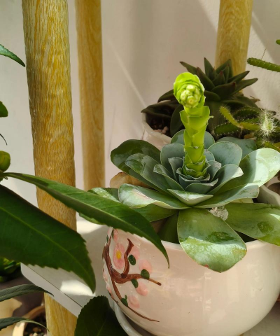 家庭养花用生根粉