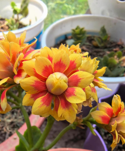 家庭养花用生根粉