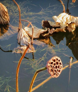 荷花一般是怎么枯萎的