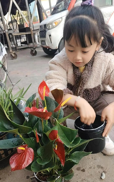 家庭养花用生根粉