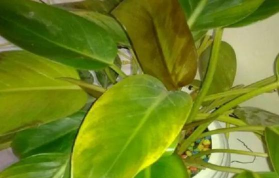 金钻根烂没了怎么办