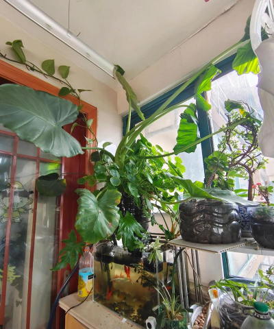 家庭养花用生根粉