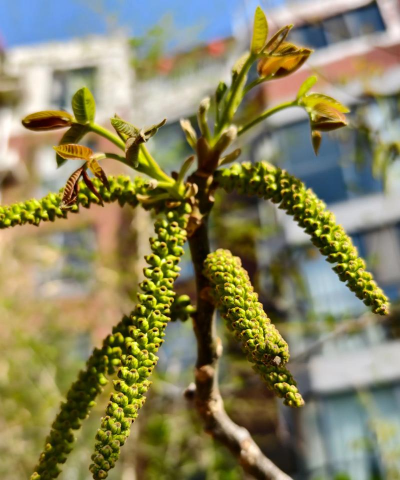 核桃树有树花怎么处理