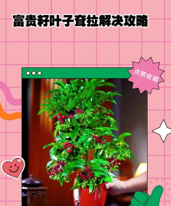 家庭养花用生根粉