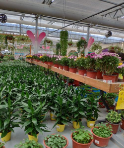 家庭养花用生根粉