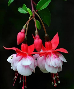 倒挂金钟木质化怎么回事