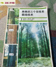 黑杨派新无性系栽植