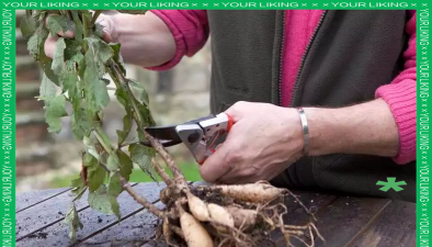 家庭养花用生根粉