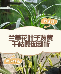 木兰花叶发黄怎么办