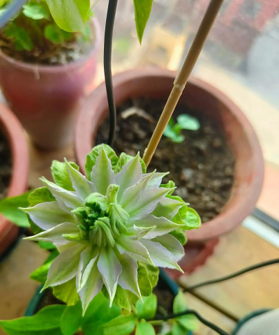 家庭养花用生根粉