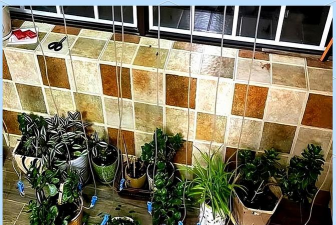 家庭养花用生根粉