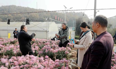 家庭养花用生根粉