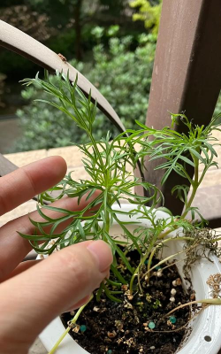 家庭养花用生根粉