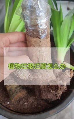 风信子根烂 怎么办