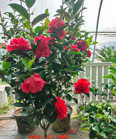 家庭养花用生根粉