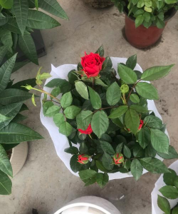 家庭养花用生根粉