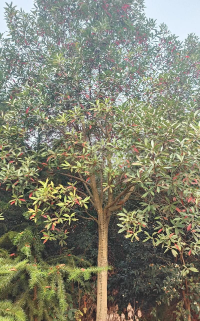 杜英树园林价值怎么样