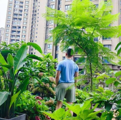 家庭养花用生根粉