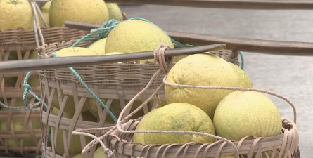 重庆垫江白柚丰产栽培技术