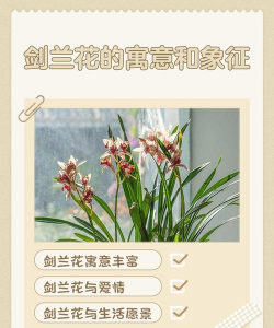 什么兰花象征着什么 什么兰花象征着什么