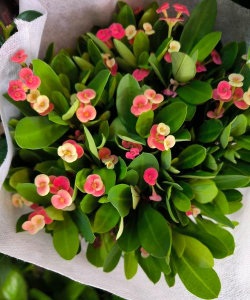 家庭养花用生根粉