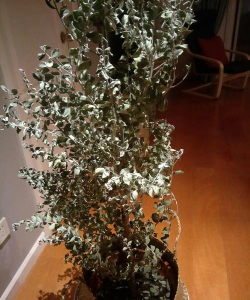 尤加利尖子枯萎怎么办