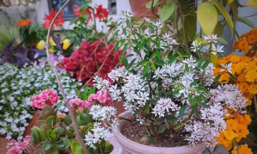 家庭养花用生根粉