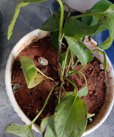 家庭养花用生根粉