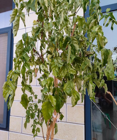 家庭养花用生根粉