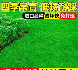 马尼拉和黑麦草怎么混播