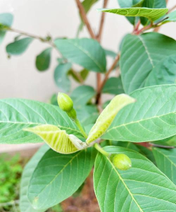 红心芭乐如何施肥